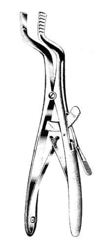 rozw roser konig.jpg